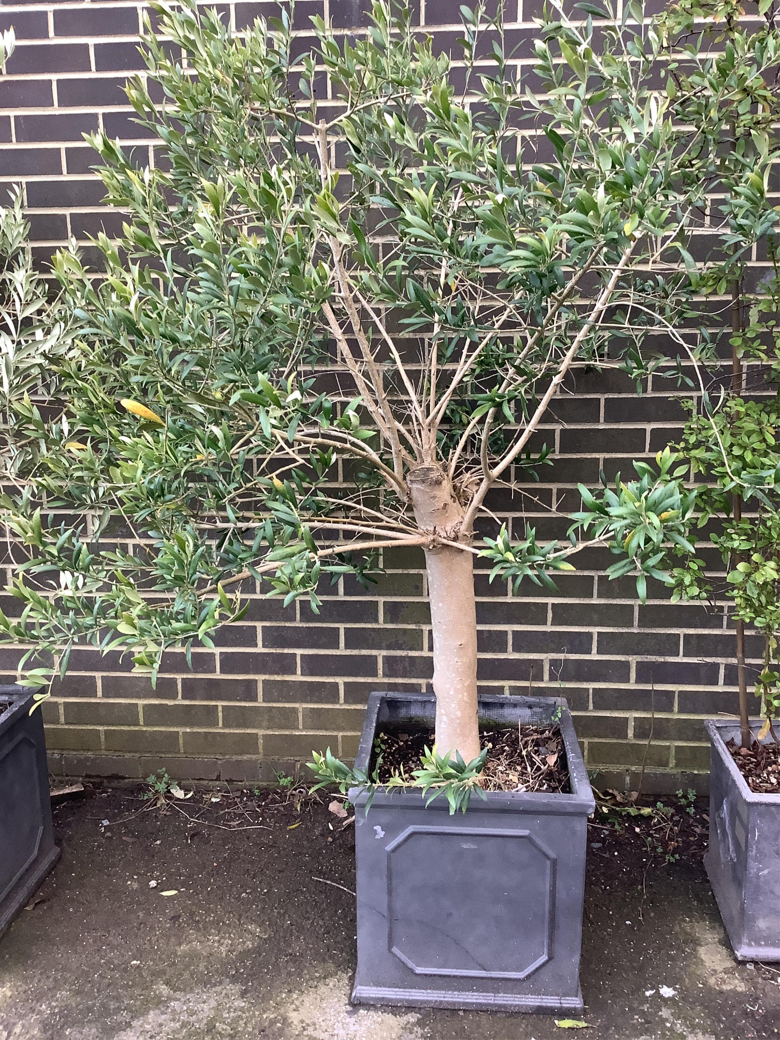 A pair of well established olive trees, in square faux lead planters, height approx. 190cm. Condition - good